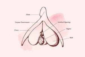 Le Clitoris：「陰蒂」，你了解她嗎？